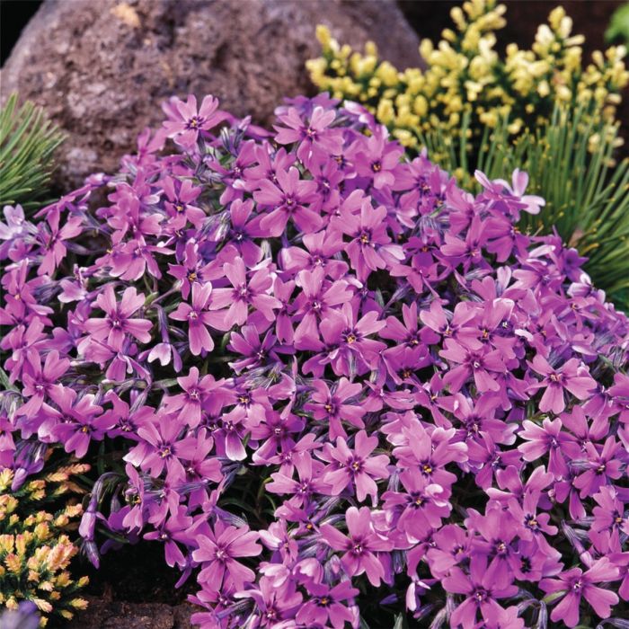 Polsterphlox\u0020\u0028Phlox\u0020subulata\u0029\u0020Samson