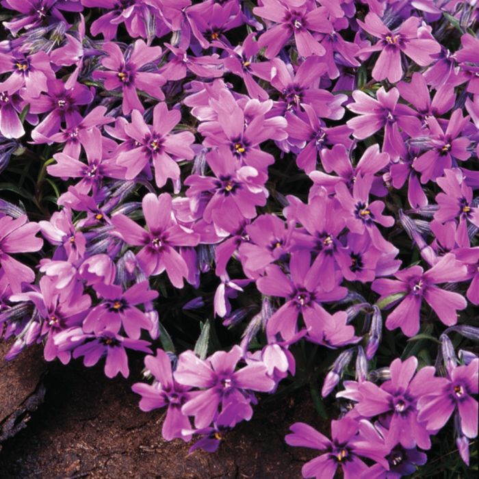 Polsterphlox\u0020\u0028Phlox\u0020subulata\u0029\u0020Samson