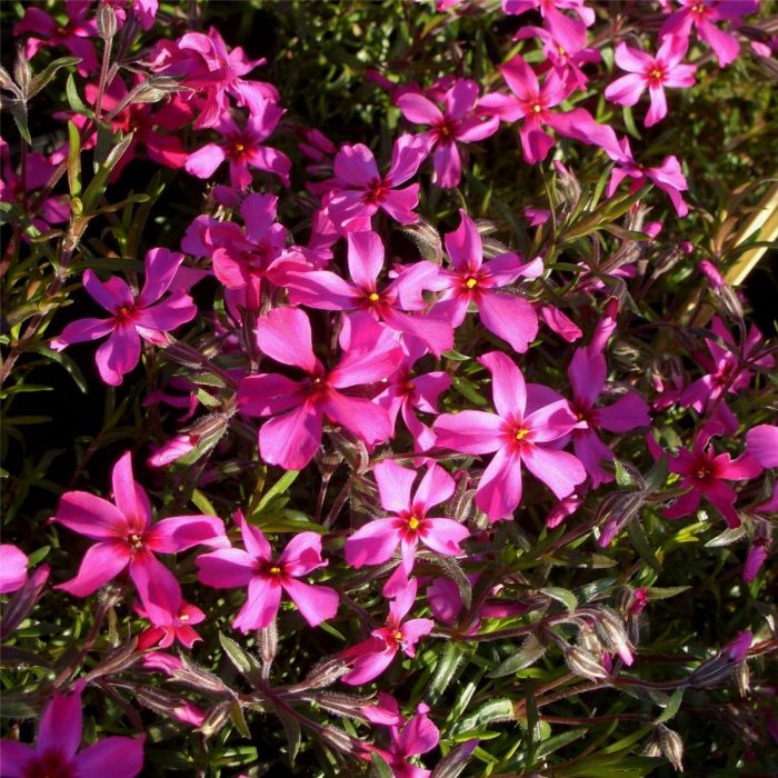 Polsterphlox\u0020\u0028Phlox\u0020subulata\u0029\u0020Scarlet\u0020Flame