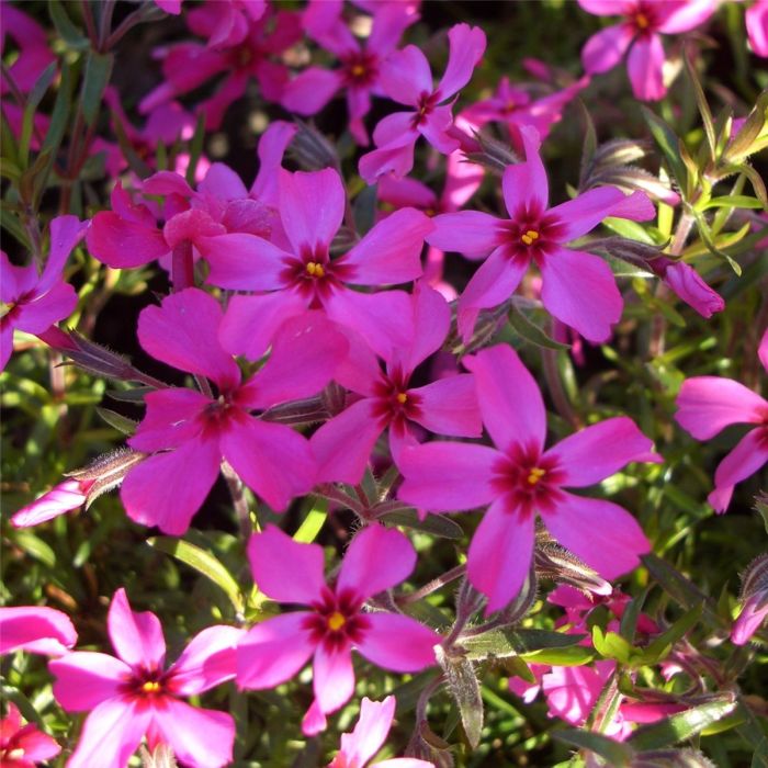 Polsterphlox\u0020\u0028Phlox\u0020subulata\u0029\u0020Scarlet\u0020Flame