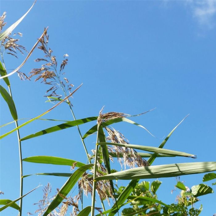 Schilfrohr\u0020\u002F\u0020Schilf\u0020\u0028Phragmites\u0020australis\u0029\u0020