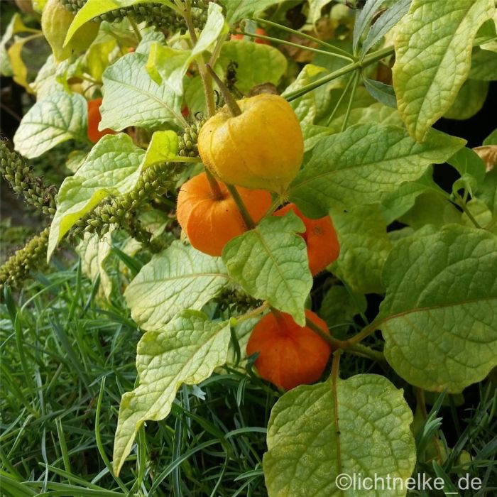 Lampionblume\u0020\u0028Physalis\u0020franchetii\u0029\u0020