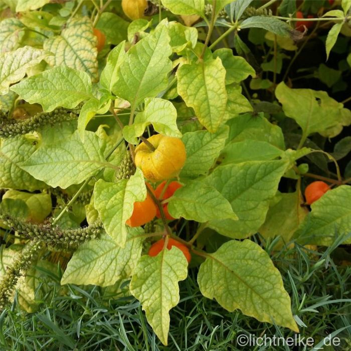 Lampionblume\u0020\u0028Physalis\u0020franchetii\u0029\u0020