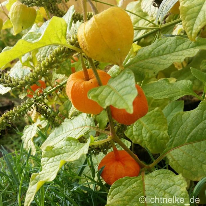 Lampionblume\u0020\u0028Physalis\u0020franchetii\u0029\u0020