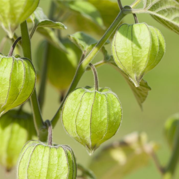 Kapstachelbeere\u0020\u0028Physalis\u0020peruviana\u0029\u0020Little\u0020Lanterns