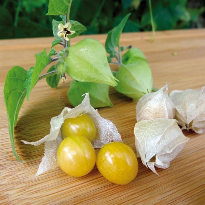 Ananasbeere\u0020\u0028Physalis\u0020pruinosa\u0029\u0020Preciosa