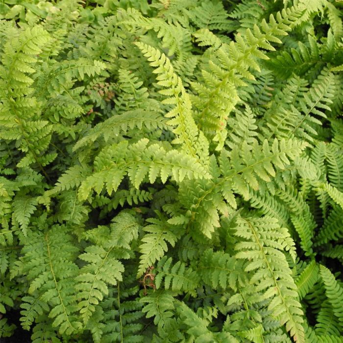 Glanzschildfarn\u0020\u0028Polystichum\u0020aculeatum\u0029\u0020