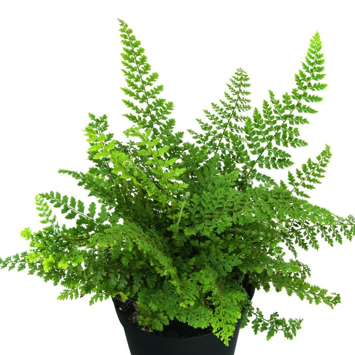 Flacher\u0020Filigranfarn\u0020\u0028Polystichum\u0020setiferum\u0029\u0020Herrenhausen