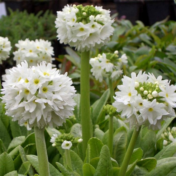 Kugelprimel\u0020\u0028Primula\u0020denticulata\u0029\u0020wei\u00DF