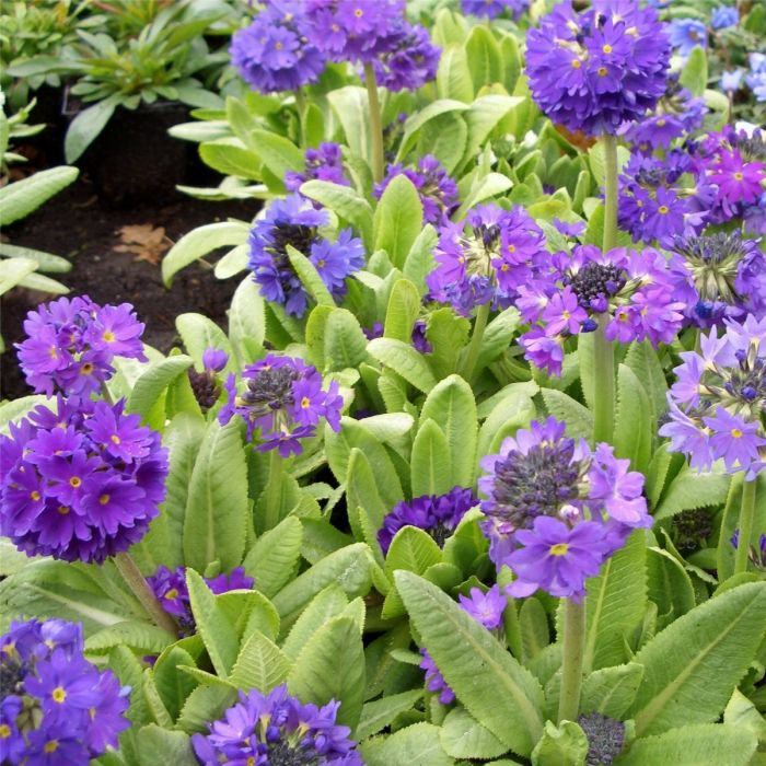 Kugelprimel\u0020\u0028Primula\u0020denticulata\u0020\u0029\u0020blau\u0020\u002F\u0020lila