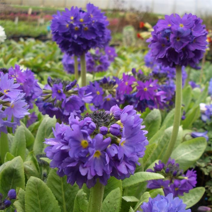 Kugelprimel\u0020\u0028Primula\u0020denticulata\u0020\u0029\u0020blau\u0020\u002F\u0020lila