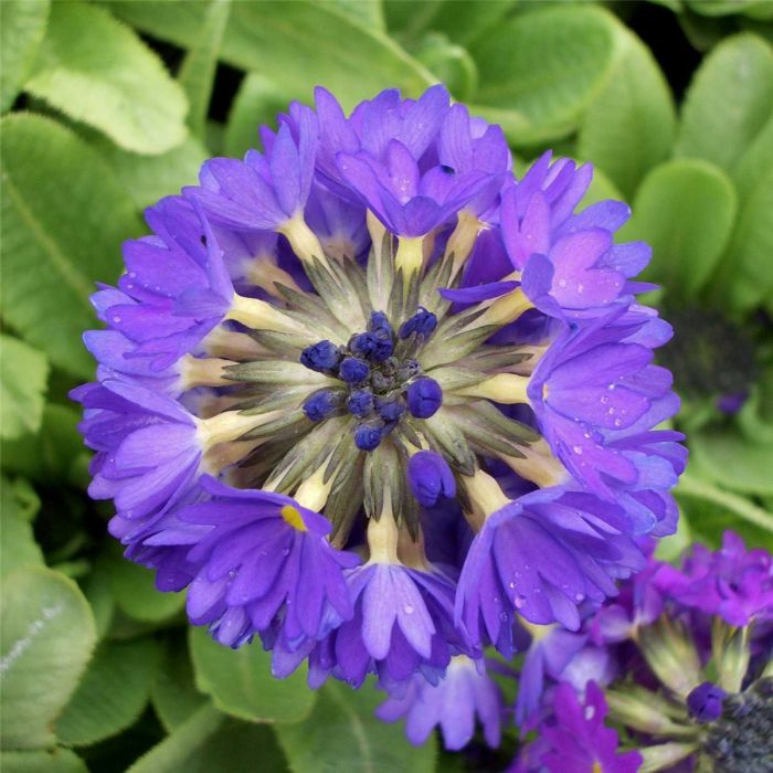 Kugelprimel\u0020\u0028Primula\u0020denticulata\u0020\u0029\u0020blau\u0020\u002F\u0020lila