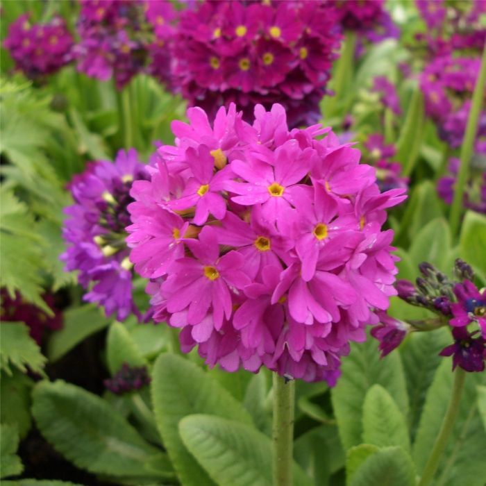 Kugelprimel\u0020\u0028Primula\u0020denticulata\u0029\u0020Rubin