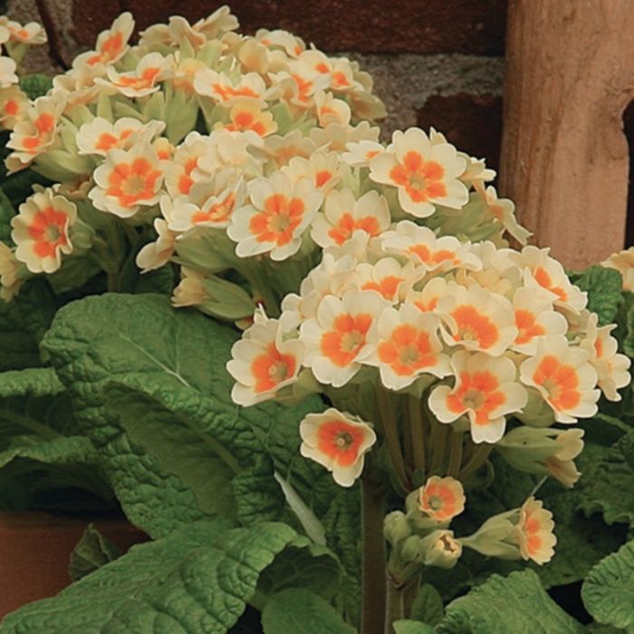 Schl\u00FCsselblume\u0020\u0028Primula\u0020veris\u0029\u0020Lime\u0020with\u0020Orange