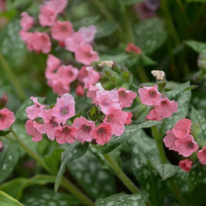 Lungenkraut\u0020\u0028Pulmonaria\u0029\u0020Pretty\u0020in\u0020Pink