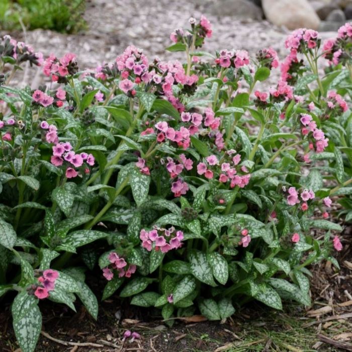 Lungenkraut\u0020\u0028Pulmonaria\u0029\u0020Pretty\u0020in\u0020Pink