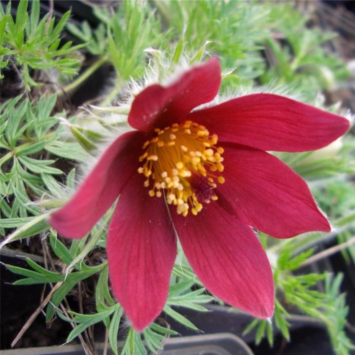 K\u00FCchenschelle\u0020\u0028Pulsatilla\u0020vulgaris\u0029\u0020Rote\u0020Glocke