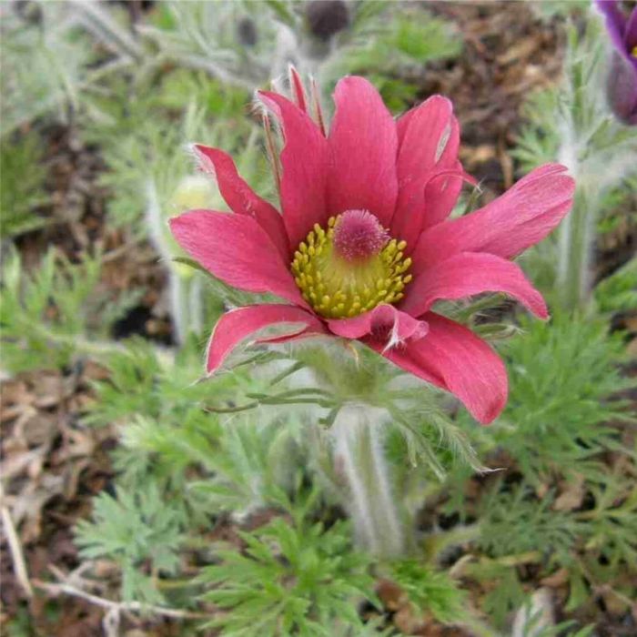 K\u00FCchenschelle\u0020\u0028Pulsatilla\u0020vulgaris\u0029\u0020Rote\u0020Glocke