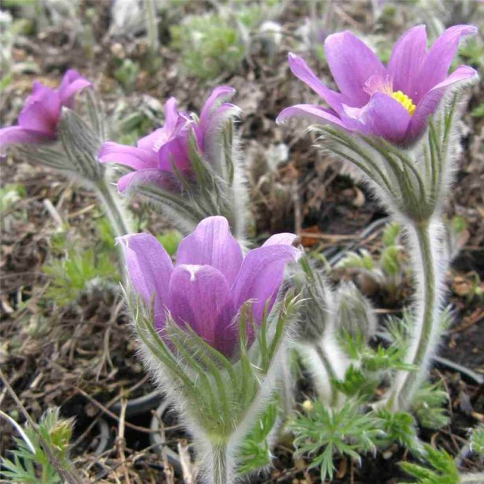 K\u00FCchenschelle\u0020\u0028Pulsatilla\u0020vulgaris\u0029\u0020Blaue\u0020Glocke