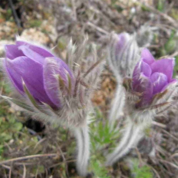 K\u00FCchenschelle\u0020\u0028Pulsatilla\u0020vulgaris\u0029\u0020Blaue\u0020Glocke