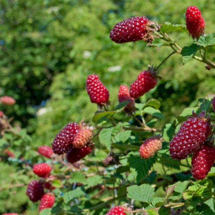 Dornenlose\u0020Himbeere\u0020\u0028Rubus\u0020idaeus\u0029\u0020SUMMER\u0020LOVERS\u0020Garden\u0020Red