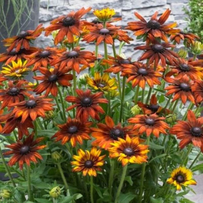 Rauher\u0020Sonnenhut\u0020\u0028Rudbeckia\u0029\u0020Summerina\u0020Orange