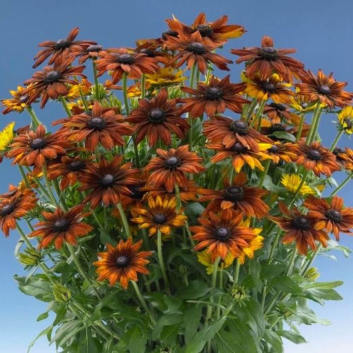 Rauher\u0020Sonnenhut\u0020\u0028Rudbeckia\u0029\u0020Summerina\u0020Orange