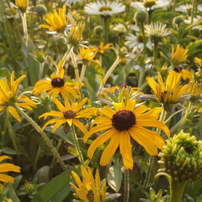 Sonnenhut\u0020\u0020\u0028Rudbeckia\u0029\u0020American\u0020Gold\u0020Rush