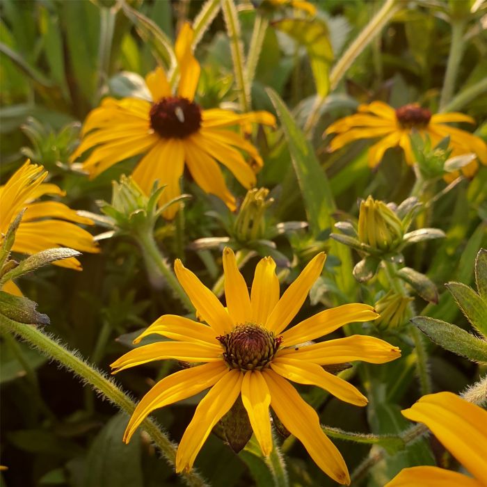 Sonnenhut\u0020\u0020\u0028Rudbeckia\u0029\u0020American\u0020Gold\u0020Rush