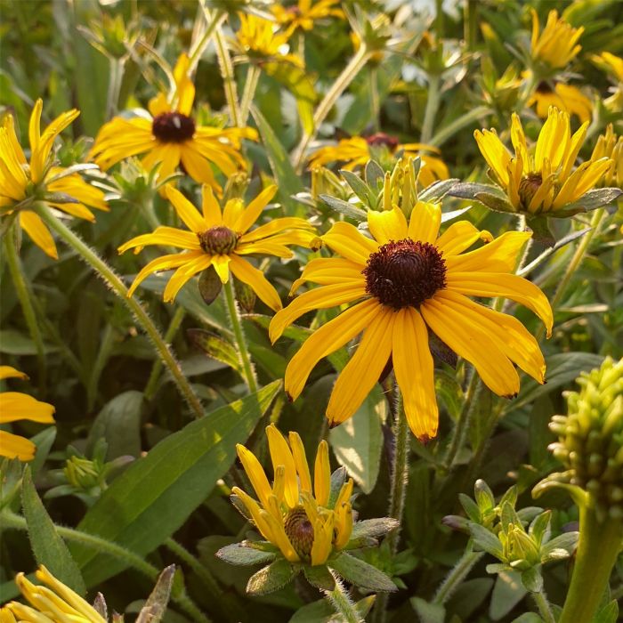 Sonnenhut\u0020\u0020\u0028Rudbeckia\u0029\u0020American\u0020Gold\u0020Rush