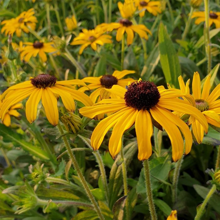 Sonnenhut\u0020\u0020\u0028Rudbeckia\u0029\u0020American\u0020Gold\u0020Rush