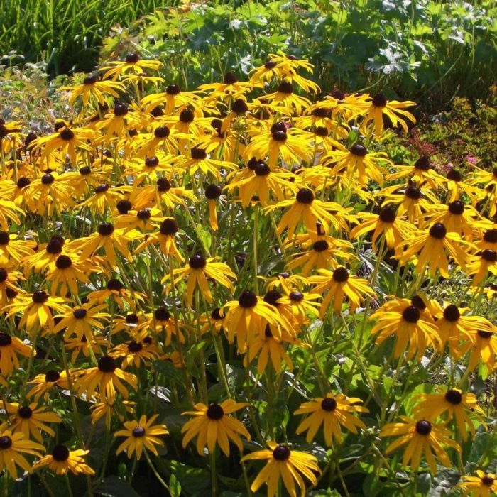 Gelber\u0020Sonnenhut\u0020\u0020\u0028Rudbeckia\u0020fulgida\u0020\u0029\u0020Goldsturm