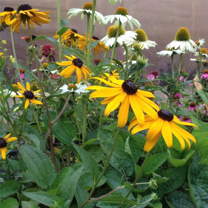 Gelber\u0020Sonnenhut\u0020\u0020\u0028Rudbeckia\u0020fulgida\u0020\u0029\u0020Goldsturm