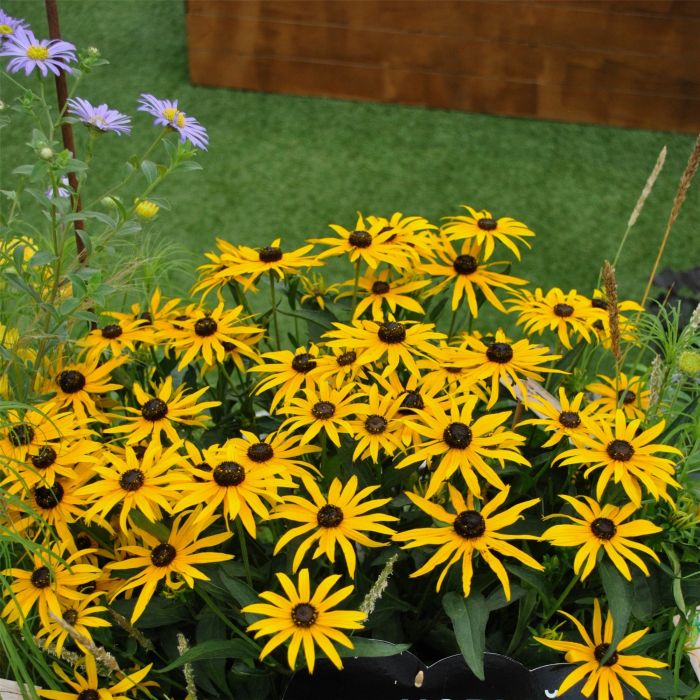 Sonnenhut\u0020\u0028Rudbeckia\u0020fulgida\u0029\u0020Forever\u0020Gold