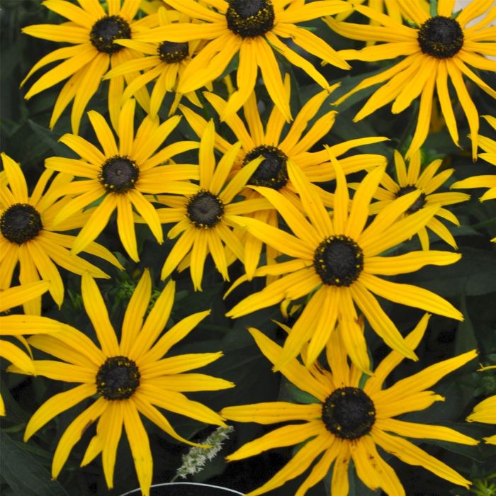 Sonnenhut\u0020\u0028Rudbeckia\u0020fulgida\u0029\u0020Forever\u0020Gold