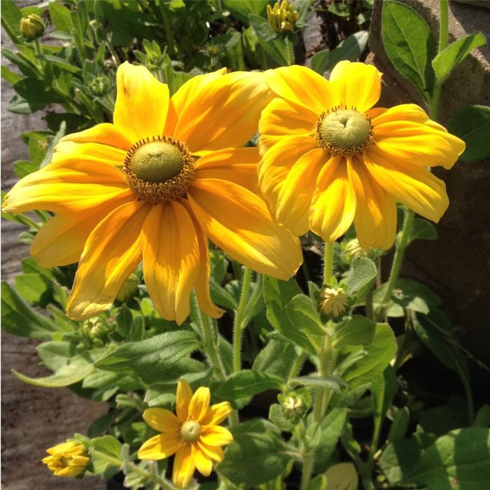 Rauher\u0020Sonnenhut\u0020\u0028Rudbeckia\u0020hirta\u0029\u0020Prairie\u0020Sun