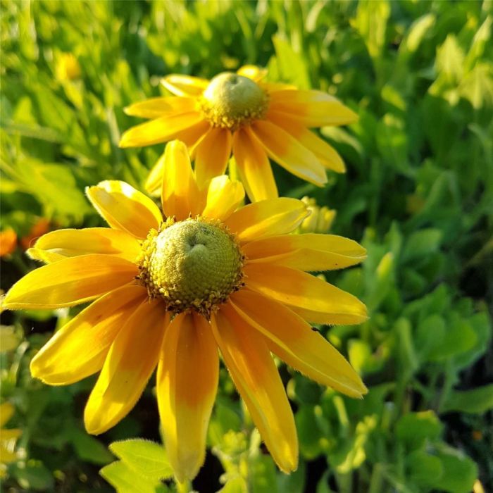 Rauher\u0020Sonnenhut\u0020\u0028Rudbeckia\u0020hirta\u0029\u0020Prairie\u0020Sun