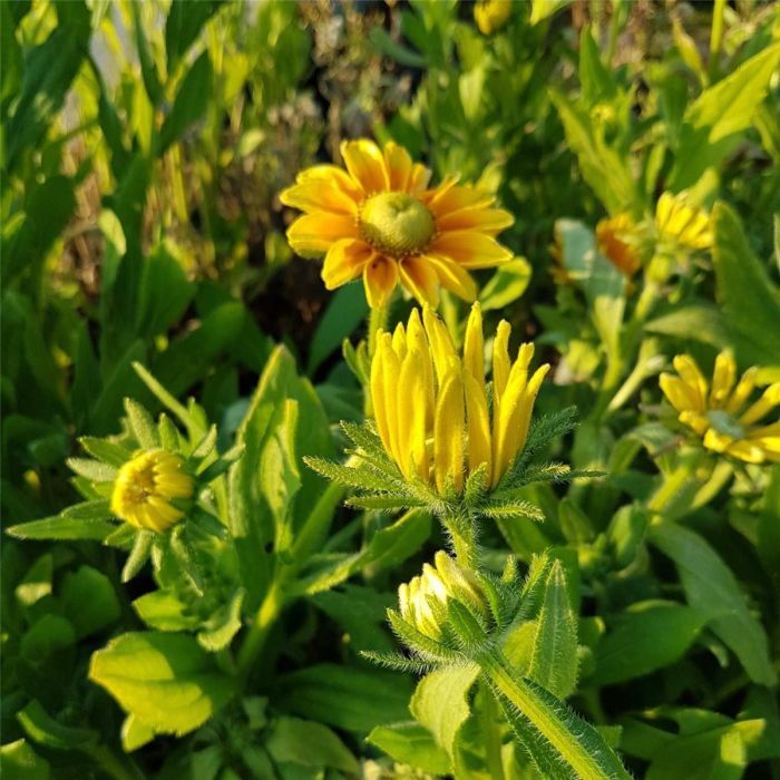 Rauher\u0020Sonnenhut\u0020\u0028Rudbeckia\u0020hirta\u0029\u0020Prairie\u0020Sun