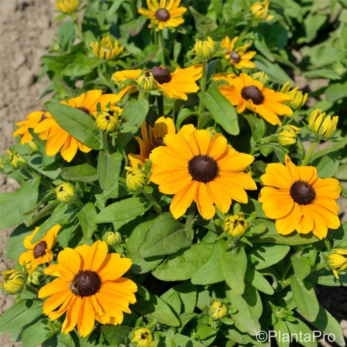 Rauher\u0020Sonnenhut\u0020\u0028Rudbeckia\u0020hirta\u0029\u0020Toto\u0020Gold