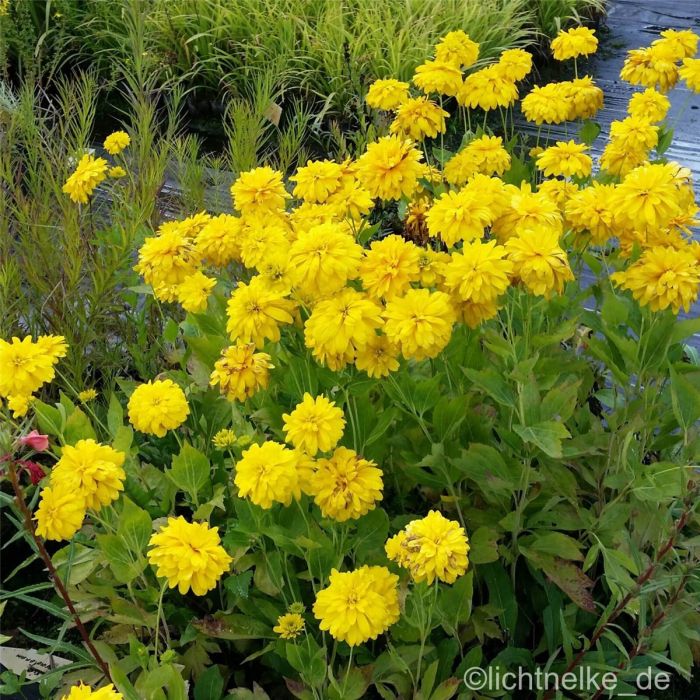 Gef\u00FCllter\u0020Sonnenhut\u0020\u0028Rudbeckia\u0020laciniata\u0020\u0029\u0020Goldquelle\u0020