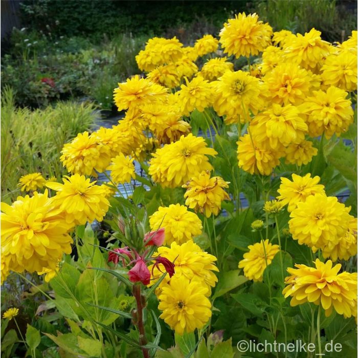 Gef\u00FCllter\u0020Sonnenhut\u0020\u0028Rudbeckia\u0020laciniata\u0020\u0029\u0020Goldquelle\u0020