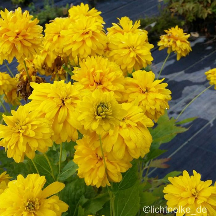 Gef\u00FCllter\u0020Sonnenhut\u0020\u0028Rudbeckia\u0020laciniata\u0020\u0029\u0020Goldquelle\u0020
