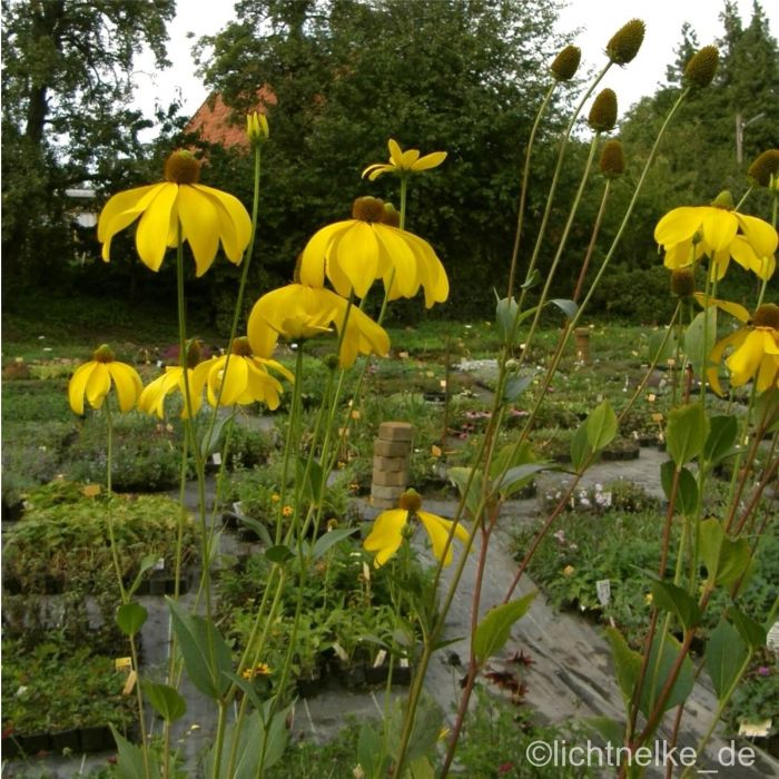 Sonnenhut\u0020\u0028Rudbeckia\u0020nitida\u0029\u0020Herbstsonne