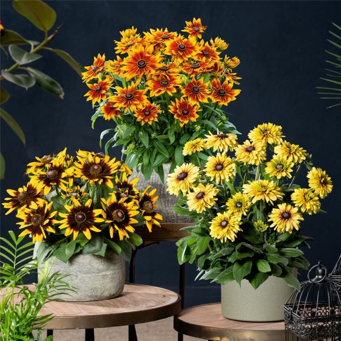 Rauher\u0020Sonnenhut\u0020\u0028Rudbeckia\u0020hirta\u0029\u0020Rudy\u0020Double\u0020Yellow\u0020Lemon