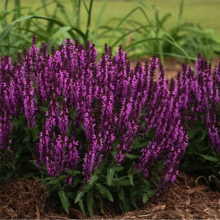 Salbei\u0020\u0028Perennial\u0020Salvia\u0029\u0020BumbleBerry