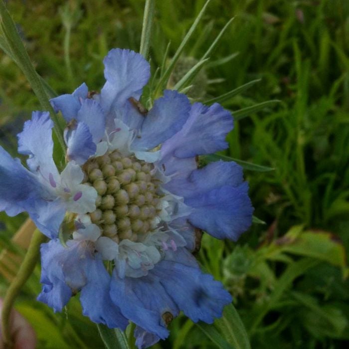 Kaukasus\u002DSkabiose\u0020\u0028Scabiosa\u0020caucasica\u0029\u0020Perfecta