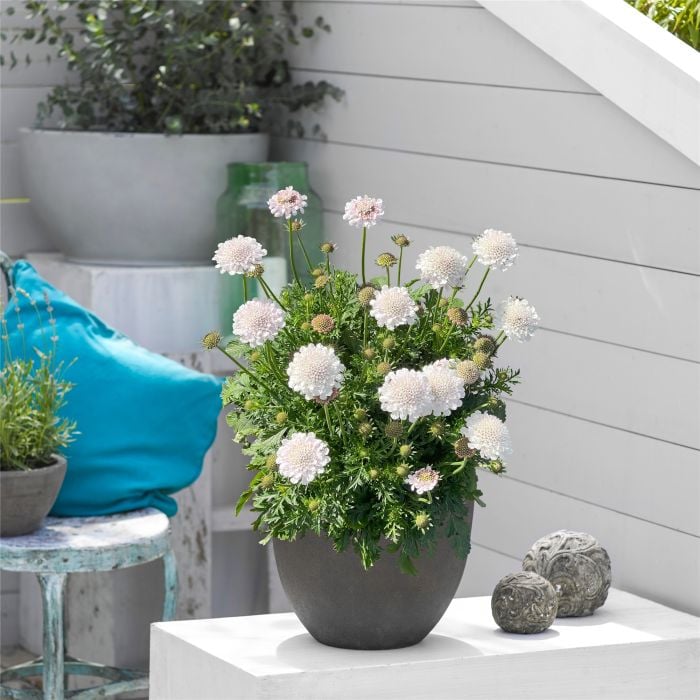 Tauben\u002DSkabiose\u0020\u0028Scabiosa\u0020columbaria\u0029\u0020Atalanta\u0020White