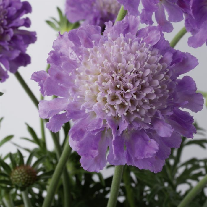 Tauben\u002DSkabiose\u0020\u0028Scabiosa\u0020columbaria\u0029\u0020Butterfly\u0020Blue