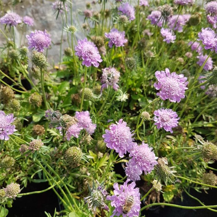 Berg\u002DSkabiose\u0020\u0028Scabiosa\u0020japonica\u0029\u0020Pink\u0020Diamonds