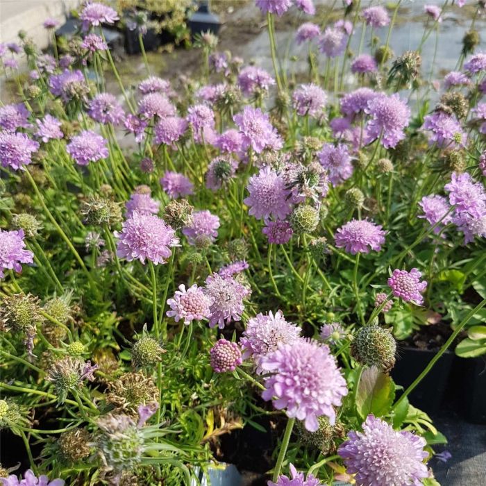 Berg\u002DSkabiose\u0020\u0028Scabiosa\u0020japonica\u0029\u0020Pink\u0020Diamonds